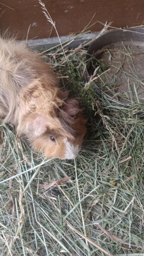 Meerschweinchen