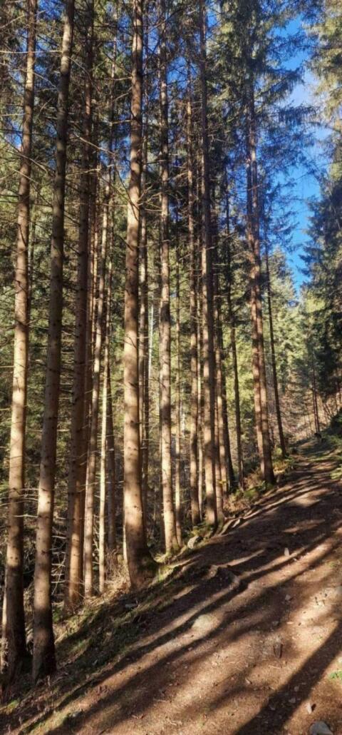Suche Wald zum Kauf im Raum Ennstal und Pongau