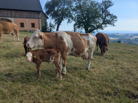 Verkaufe Bio-Mutterkühe mit Kalb, Rasse Fleckvieh
