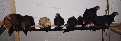Bio-Küken-Mixe und Marans-Hahn