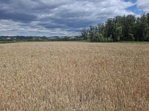 Bio Triticale
