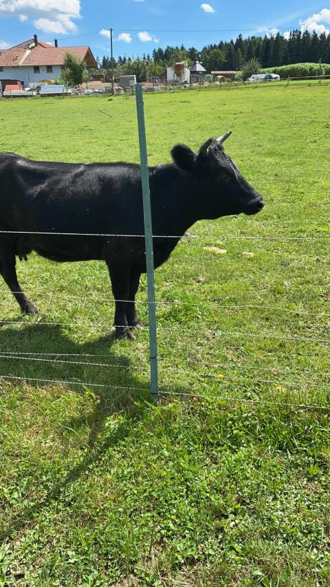 Dexter- und Zebu-Rinder und Kälber