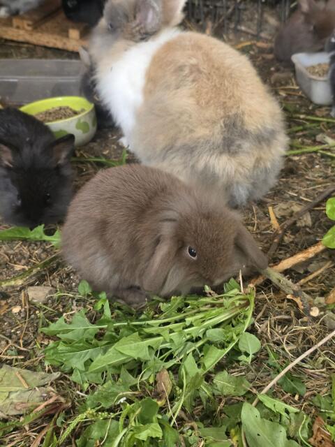 Hasen-Mix