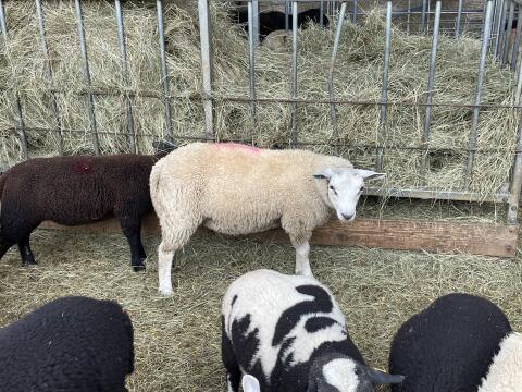 Texel-Bock
