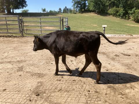 Wagyu-Ochse bio