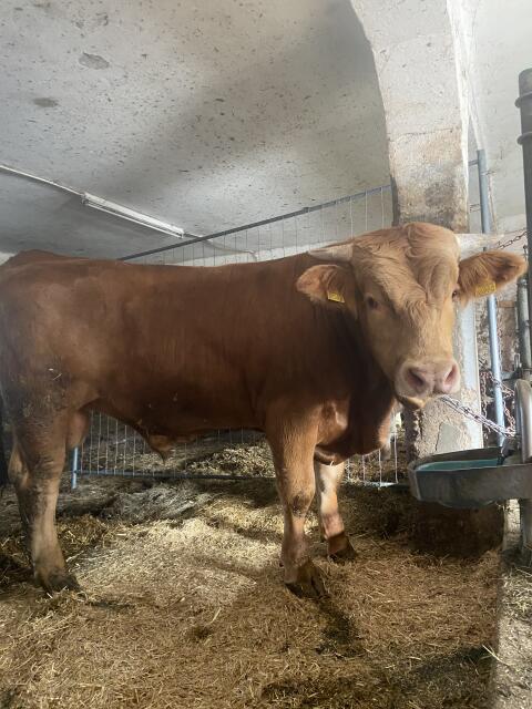 Verkaufe Murbodner Stier