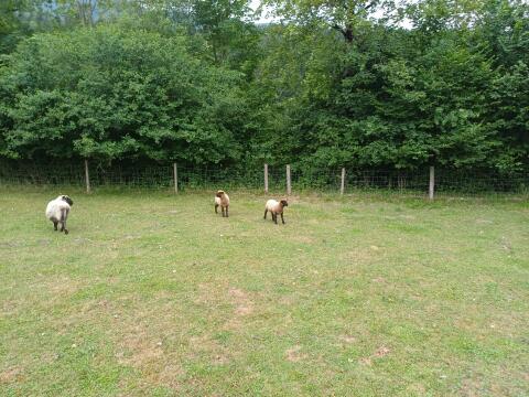 Shropshire-Schafe