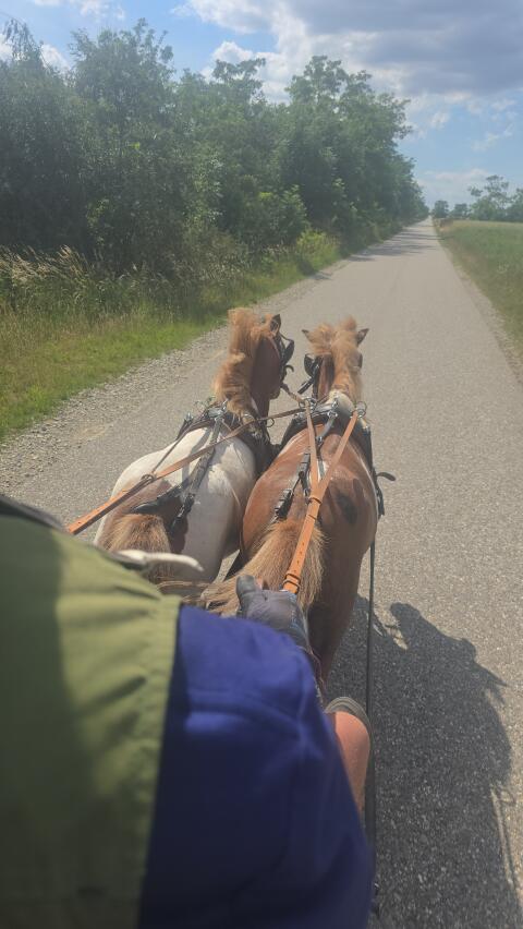Shettys