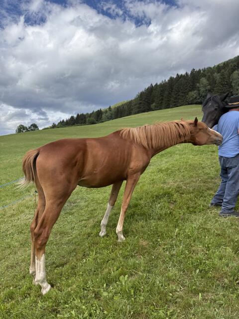Warmblutstute, Jährlingsstute, Dressurstute