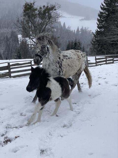 Shetlandpony-Fohlen Fridolin