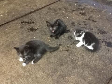 Österreichische kurzhaarige Katzen