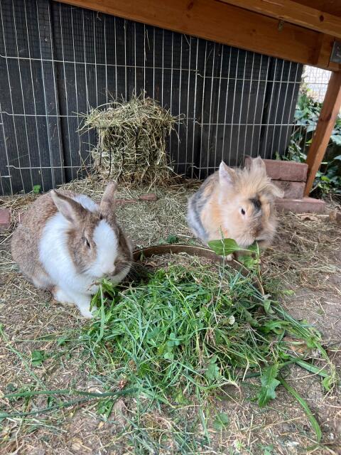 Kaninchen