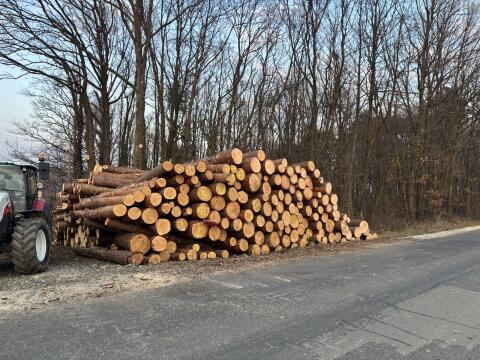 Professionelle Baumabtragungen, Holzschlägerung und Walddurchf.