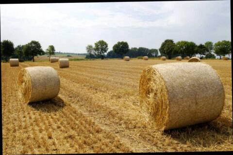 Getreide, Stroh