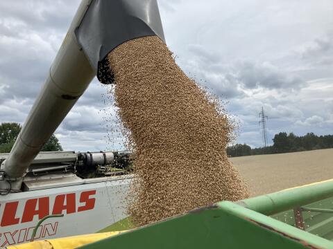Triticale ab Feld