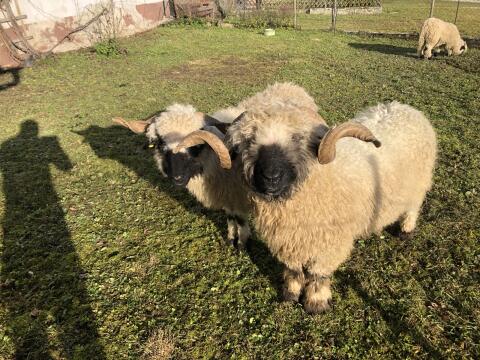 Widder Walliser Schwarznase