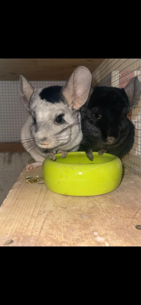 2 männliche Chinchillas