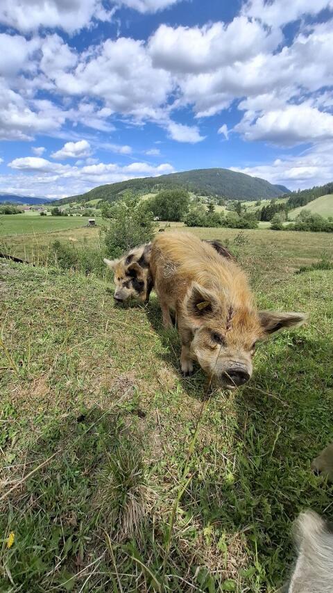 Kune Kune