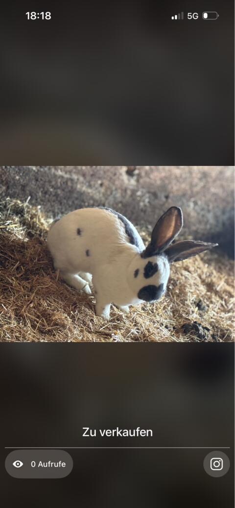 Riesenhase