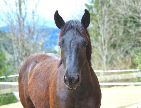 Melody, Noriker-Stute