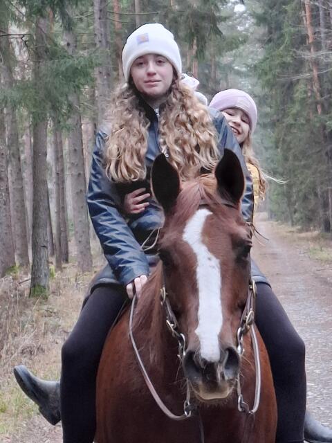 Quarter Horse Stute