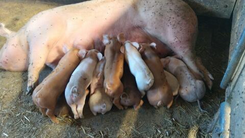 Duroc Ferkel