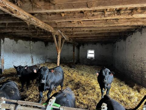 Einsteller Angus Bio