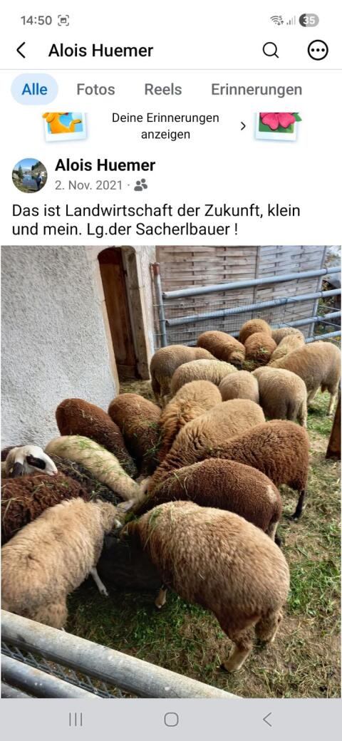 Schaflämmer nur weiblich zur Weiterzucht gesucht