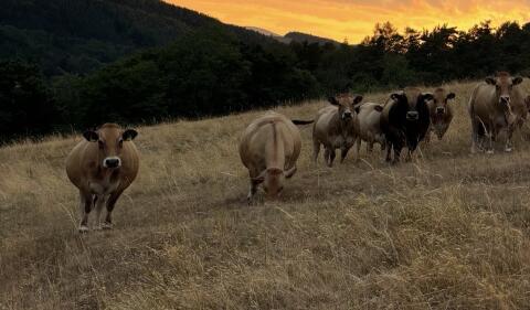 4 trächtige Bio-Aubrac-Kühe zu verkaufen