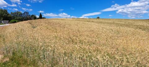 Bio-Triticale abzugeben