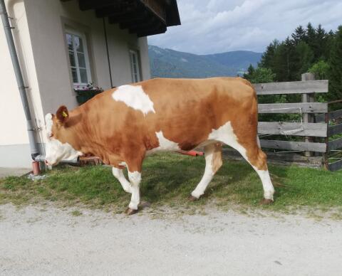Verkaufe trächtige FV-Kalbin