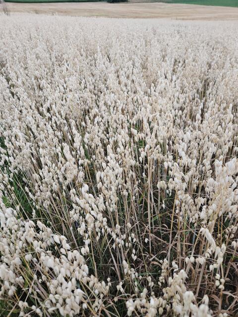 Bio-Sommerhafer