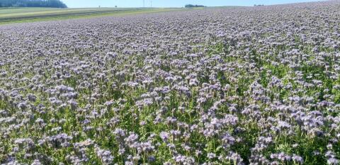 Phacelia