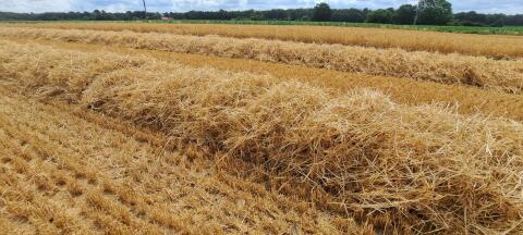 Verkaufe Weizenstroh ab Feld