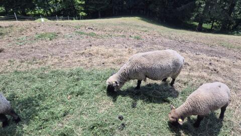 Shropshire-Schafe zu verkaufen