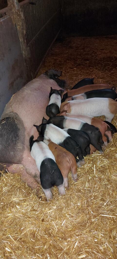 SH-Duroc Ferkel zu verkaufen