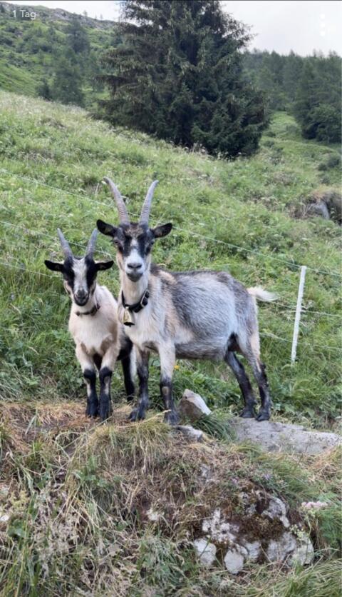 Passeirer Gebirgsziegenbock