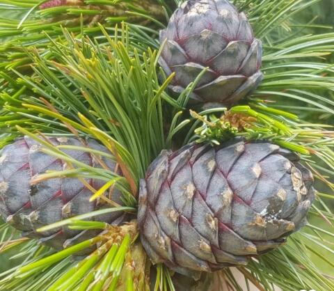 Frische Zirbenzapfen zum Verkauf