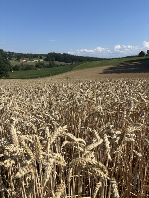 Winterweizen LG Mondial, Ernte 2026, ab Feld