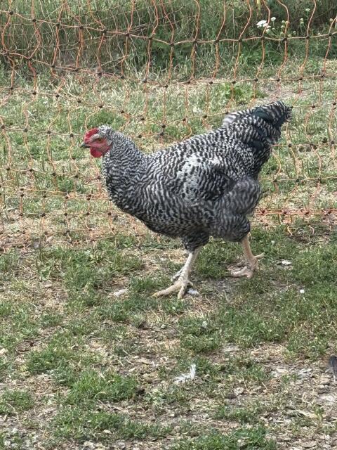 Hahn Sperber, Brahma Mix
