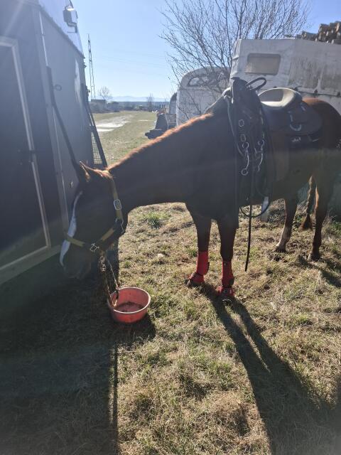 Quarter Horse Stute