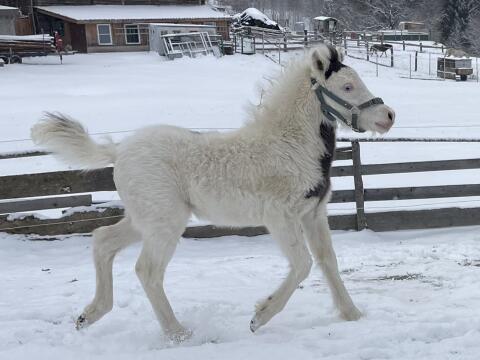 Shetlandpony-Fohlen Findus