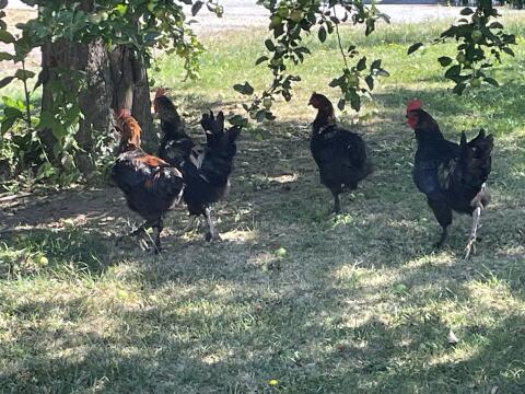 Marans, 3 Hähne und eine Henne