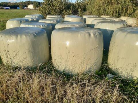 Suche Silageballen und Heuballen in Bio