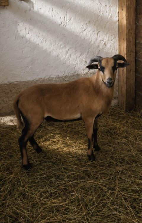 Kamerunbock