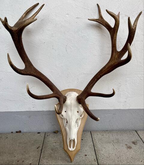 Rothirsch-Trophäe, Jagd, Hirsch, Abwurfstange