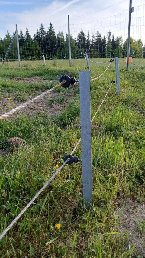 70 Stk. Weidesteher 75 cm