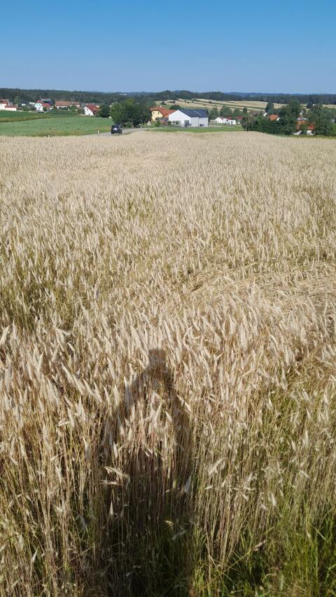 Roggenstroh ab Feld