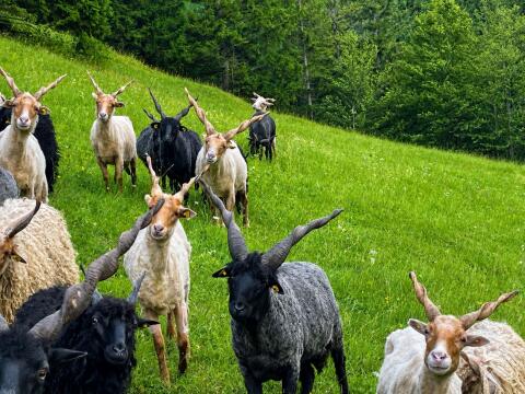 Herdbuch-Widder Zackelschaf