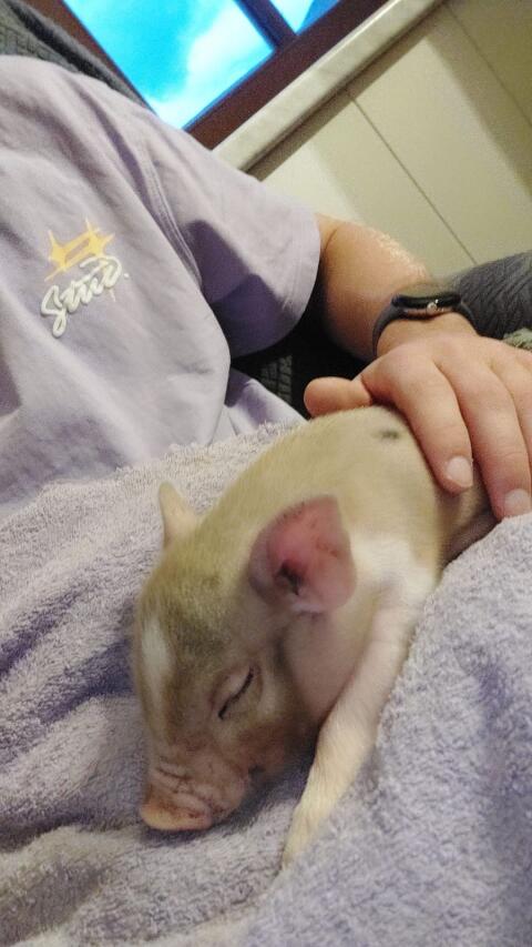 Mikroschweine
